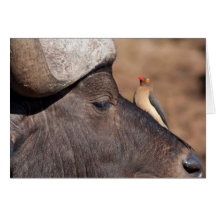 Buffel med fågelkortet