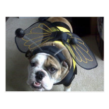 Bulldoggbi Vykort