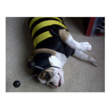 bulldoggbi vykort