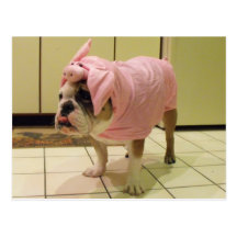 bulldoggdräkt vykort