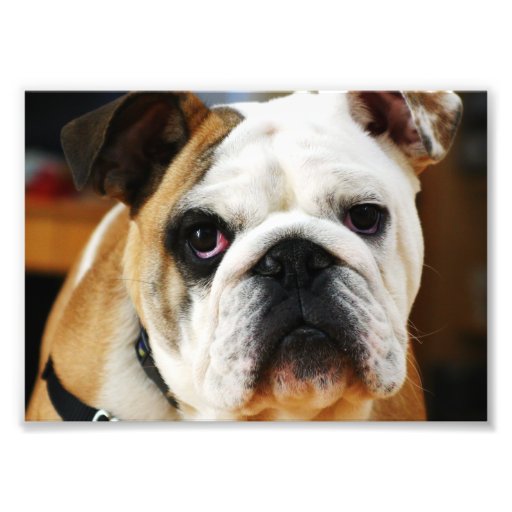 Bulldoggfoto
