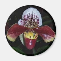 Burgendy Orchid Kylskåps Magneter