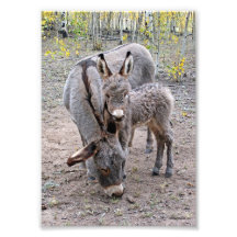 Burro och baby konstfoto