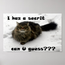 Busig Maine Coon i snowen Posters