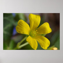 Buttercupintryck Print