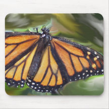 butterfly1 mus matta