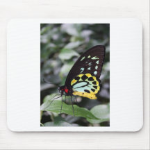 Butterfly1 Musmatta