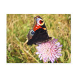 Butterfly Post Cards