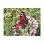 Butterfly Postcard