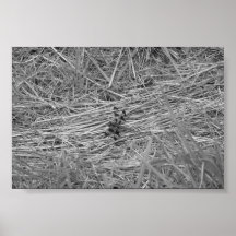 BW_Dragonfly Affischer
