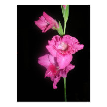 ByzantineGladiolus Vykort