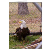 Caged Amerika Kort