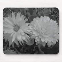 Calendulas Mus Mattor