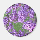 Callicarpa bodinieri (lilor) magnet för kylskåp