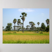 Cambodja Rice sätter in Print