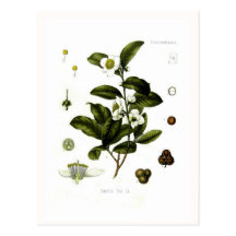 Camelliasinensis (tea) vykort