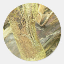 Camo-Ödla Klistermärke