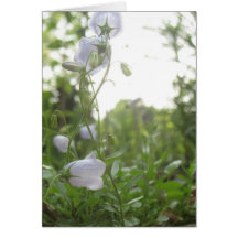 Campanula Hälsningskort