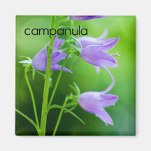 Campanulakylskåpmagnet Kylskåpmagneter