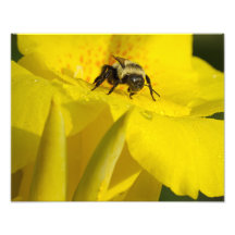 Canna lilja med humlan foto