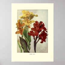 Cannas Print