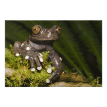 Captive Tapichalaca trädgroda Hyloscirtus 3 Konstfoto