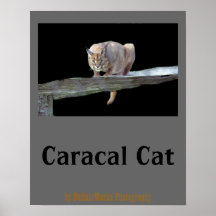 Caracal katt som huka sig ned affischen