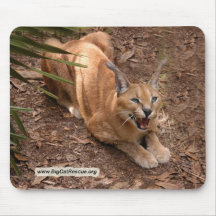 CaracalBCR004 kopierar Mus Matta