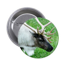 Caribou Knapp Med Nål