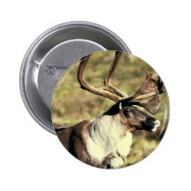 Caribou Knappar Med Nål