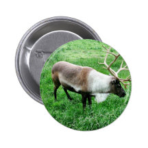 Caribou Pins