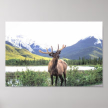 Caribou Posters