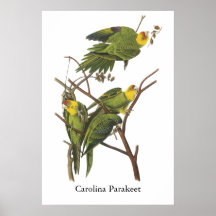 Carolina parakiter, John Audubon Posters