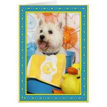 Carson - västra höglands- Terrier -6 Kort