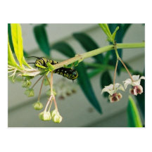 Caterpillar Vykort