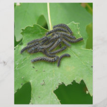 caterpillarbråte custom flyer