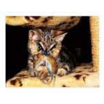 Catowl Vykort