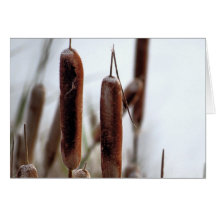Cattails Hälsningskort