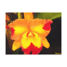 Cattleya sträckte kanvastrycket