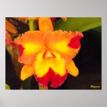 Cattleya tryck print