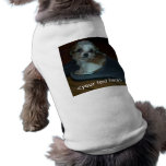 Cavachon valp i en häftklammermatare <your text he kläder för husdjur