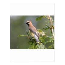 CederträWaxwing Vykort