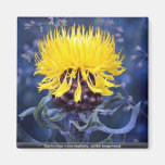 Centaureamacroephala, jordklotknapweed magneter