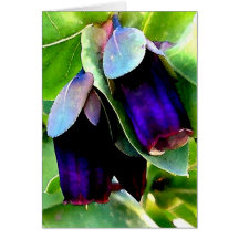CERINTHE NOTECARD/BLANK HÄLSNINGSKORT