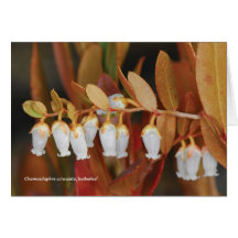 Chamaedaphnecalyculata, leatherleaf hälsnings kort