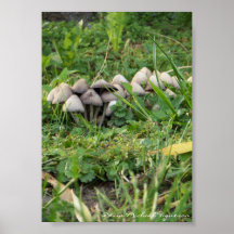 Champinjoner av Devin Michael Figueroa Posters