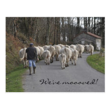 Charolais på flyttningen vykort