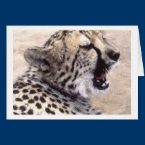 Cheetah5 kort