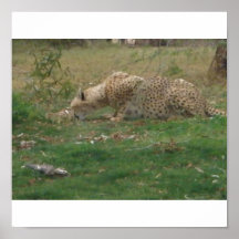 cheetah posters