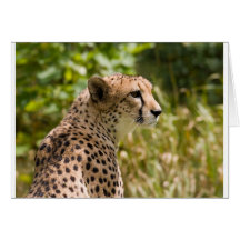 CHEETAH HÄLSNINGS KORT